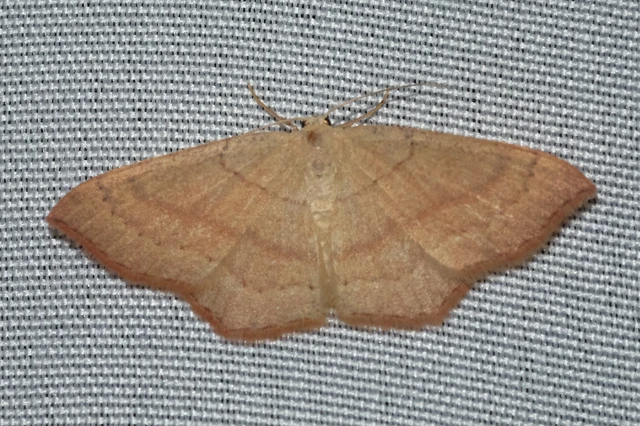 Cyclophora linearia - vonalas pettyesaraszoló