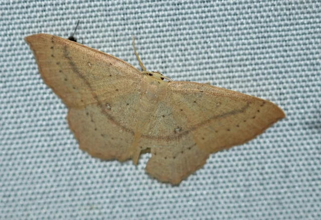 Cyclophora linearia - vonalas pettyesaraszoló