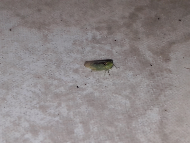 Macropsis