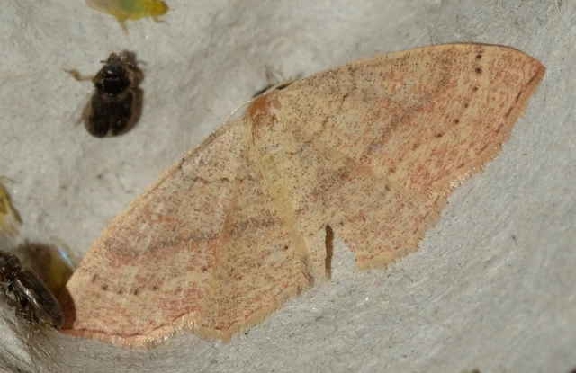 Cyclophora linearia - vonalas pettyesaraszoló