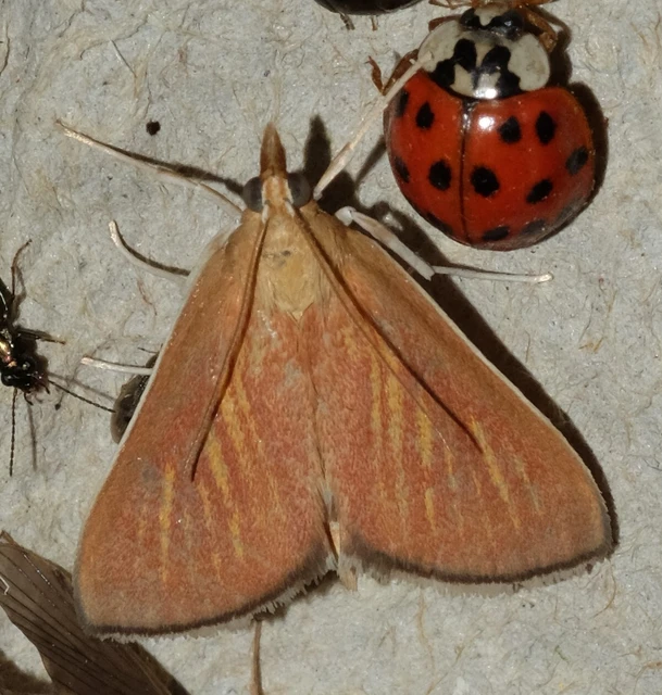 Nascia cilialis - sásrágó tűzmoly
