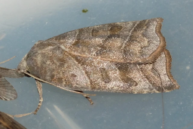 Ipimorpha retusa - sarlós fűzbagoly