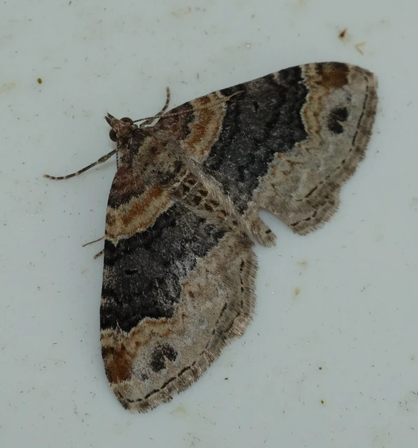 Xanthorhoe ferrugata - kerti tarkaaraszoló
