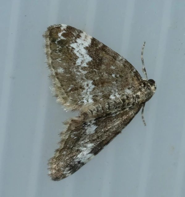 Perizoma alchemillata - árvacsalán-araszoló