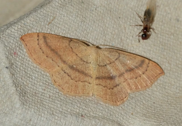 Cyclophora linearia - vonalas pettyesaraszoló