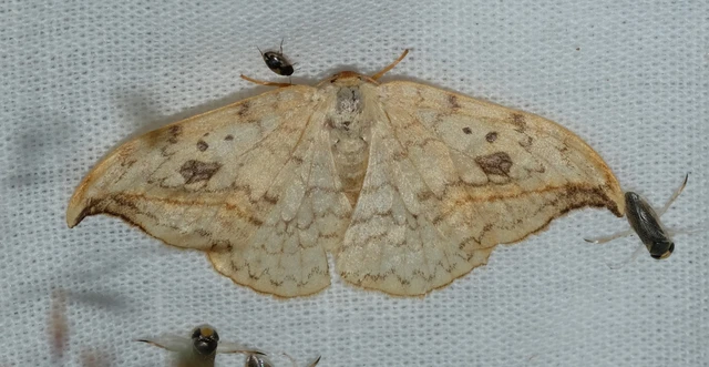 Drepana falcataria - nyárfa-sarlósszövő