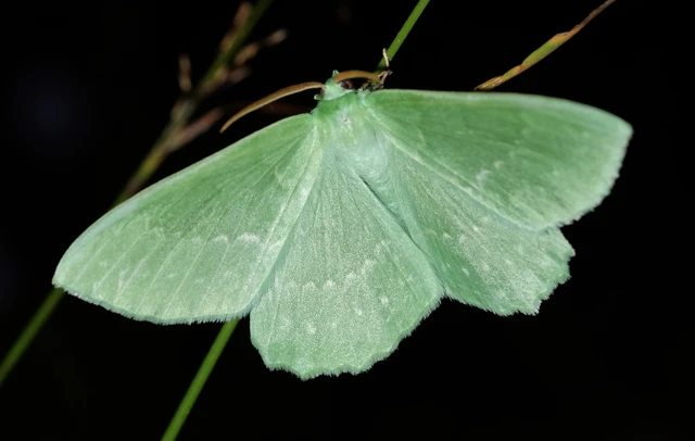 Geometra papilionaria - nagy zöldaraszoló