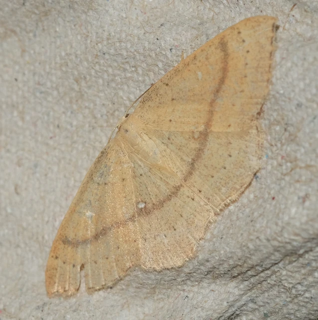 Cyclophora linearia - vonalas pettyesaraszoló