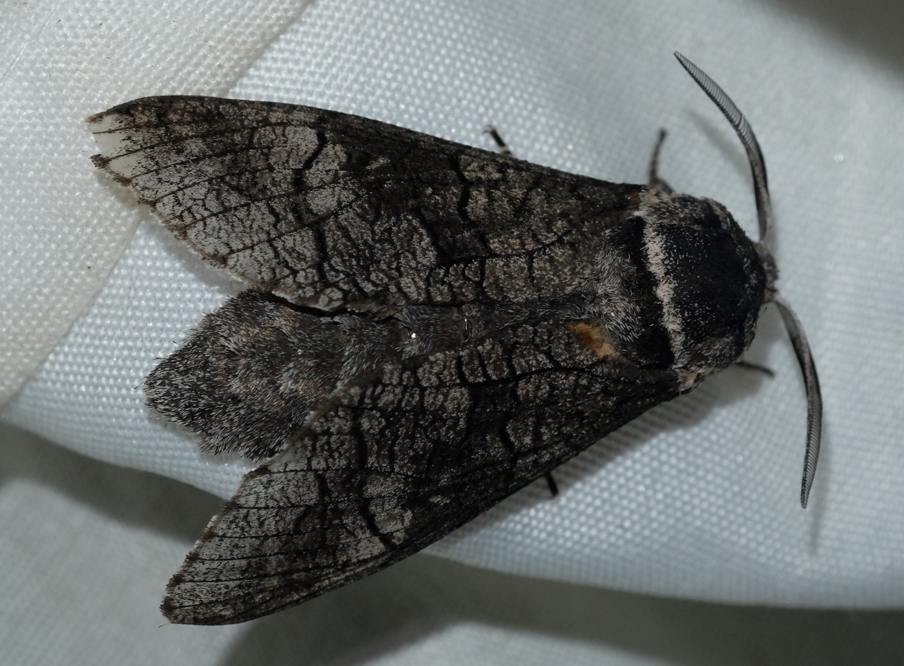 Acossus terebra - nyárfarontólepke