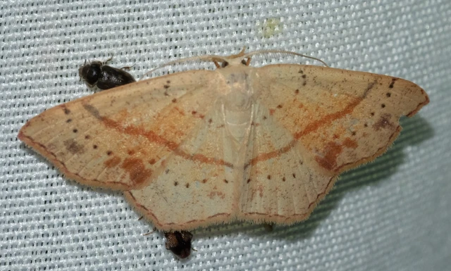 Cyclophora punctaria - sávos pettyesaraszoló