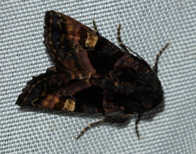 Euplexia lucipara - szeder-csipkésbagoly