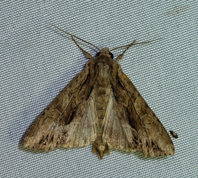 Apamea monoglypha - nagy dudvabagoly