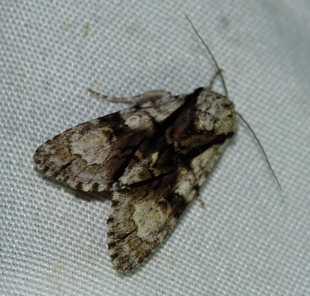 Acronicta alni - éger-szigonyosbagoly