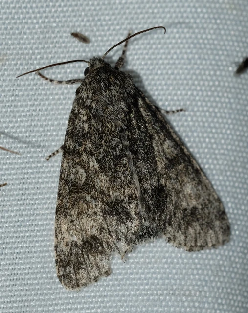 Acronicta megacephala - nagyfejű szigonyosbagoly