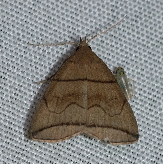 Herminia grisealis - ligeti karcsúbagoly