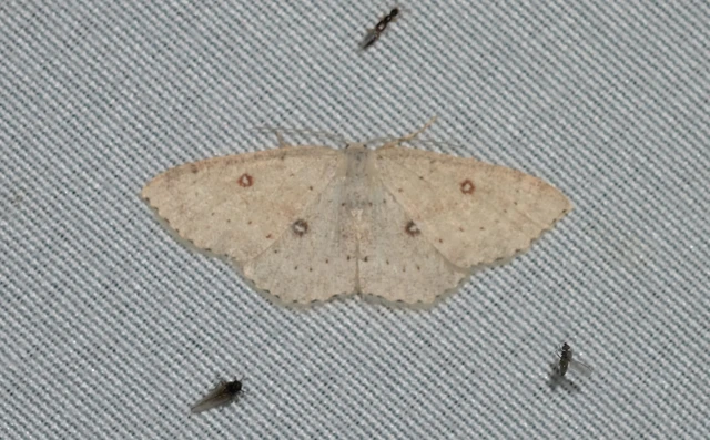Cyclophora albipunctata - hegyi pettyesaraszoló