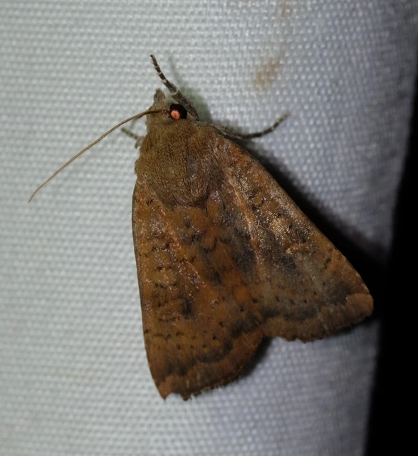 Noctua interjecta - zömök sárgafűbagoly