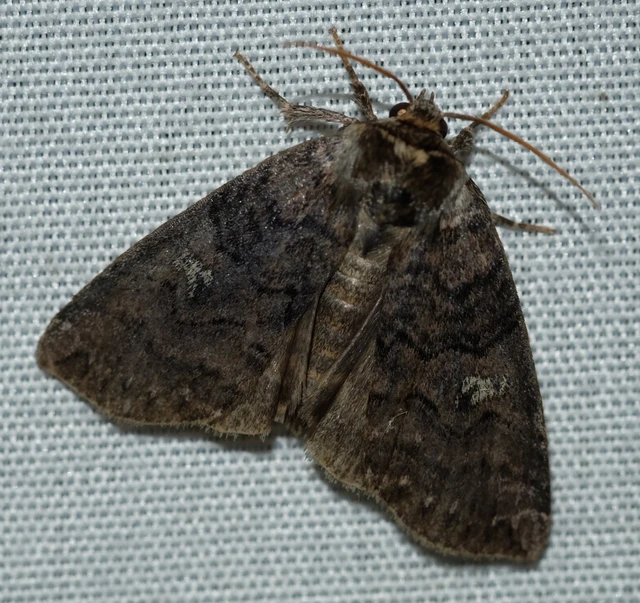 Tethea or - bélyeges pihésszövő