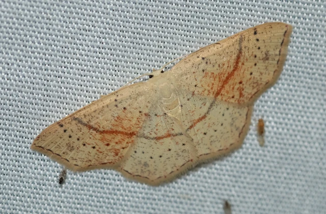 Cyclophora punctaria - sávos pettyesaraszoló