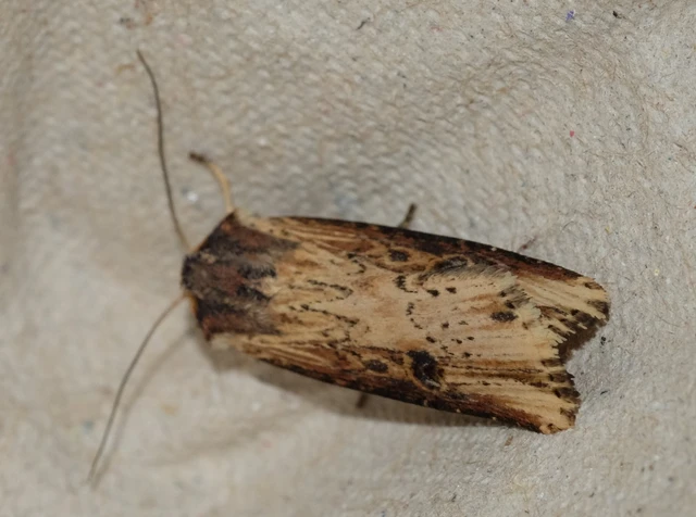 Axylia putris - vonalkás földibagoly