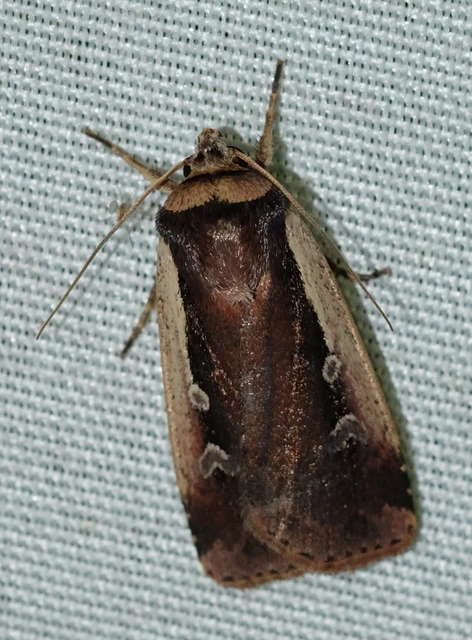 Ochropleura plecta - fehérszegélyű fűbagoly