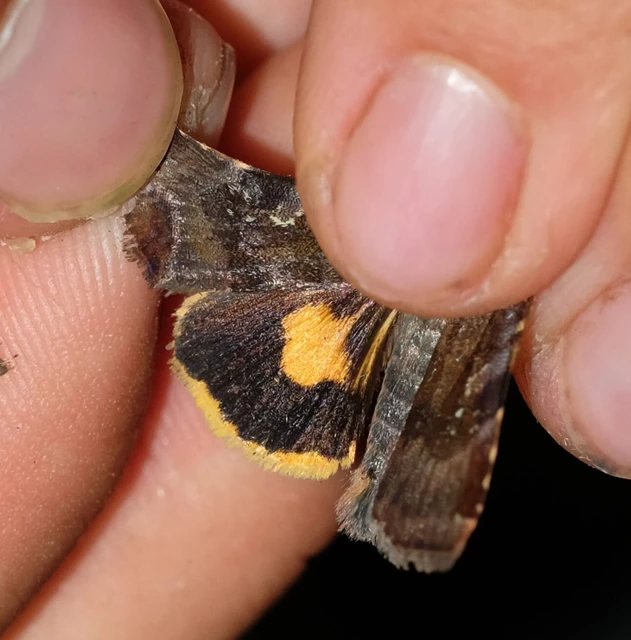 Noctua janthina - tarka sárgafűbagoly