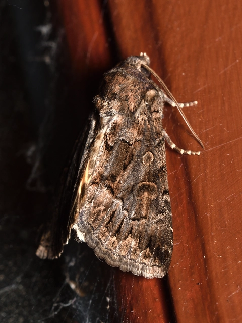 Thalpophila matura - fakó erdeibagoly