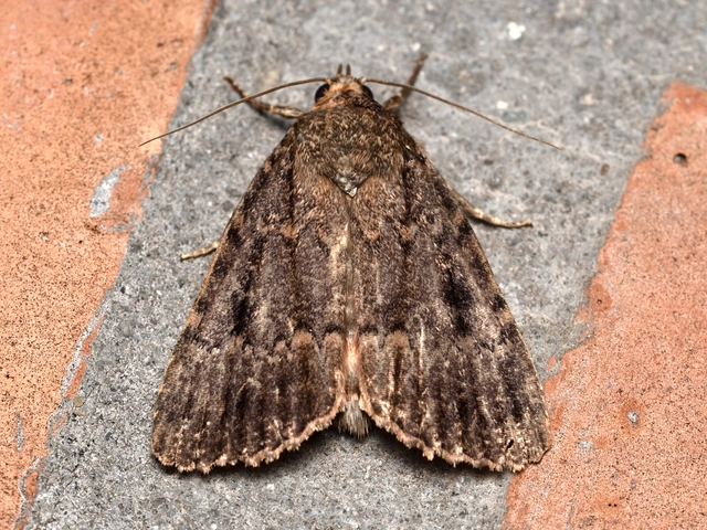Amphipyra pyramidea - fahéjszínű bagoly