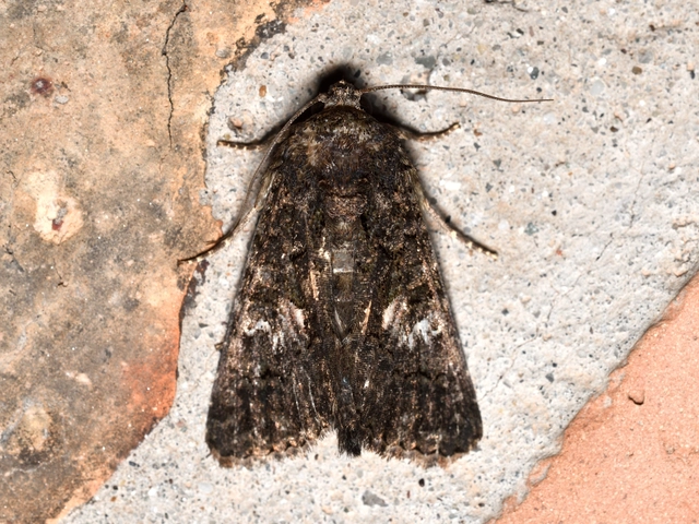 Anophia leucomelas - déli folyófűbagoly