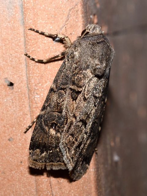 Agrotis bigramma - kétjegyű földibagoly