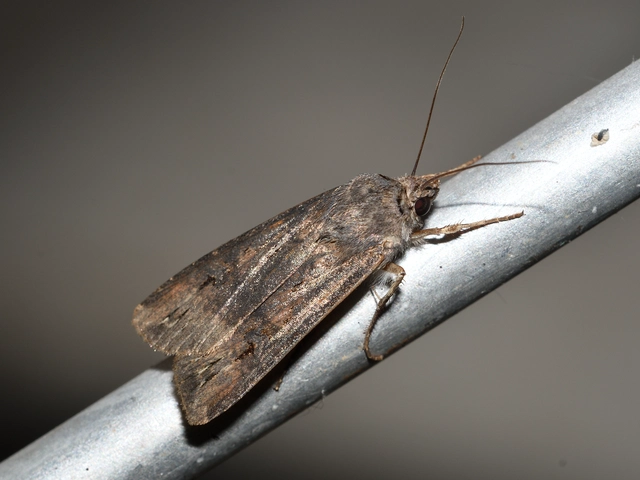 Agrotis ipsilon - nagy földibagoly