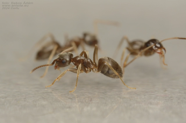 Lasius neglectus - keleti feketehangya