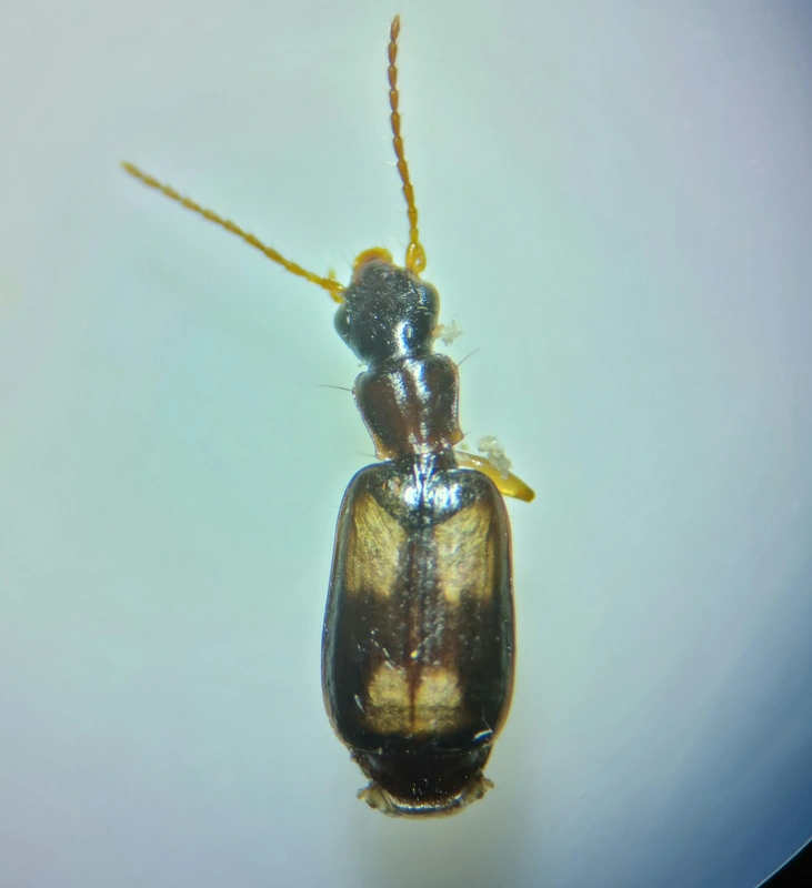 Calodromius spilotus - vállfoltos kéregfutó
