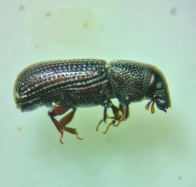 Brachytemnus porcatus - négyzetestorú szúormányos