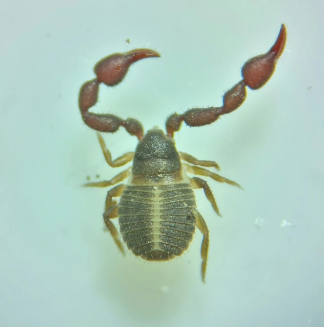 Pseudoscorpionida - Álskorpiók