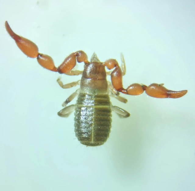 Pseudoscorpionida - Álskorpiók