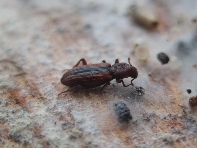 Bothrideres bipunctatus - szívnyakú humuszbogár