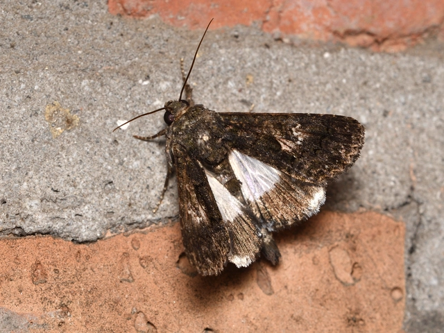 Anophia leucomelas - déli folyófűbagoly