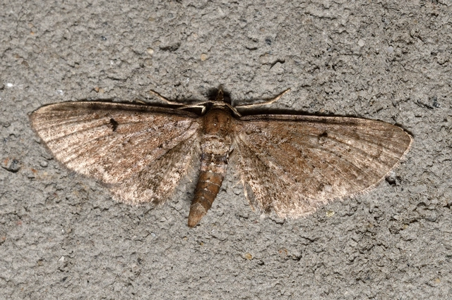 Eupithecia absinthiata - üröm-törpearaszoló
