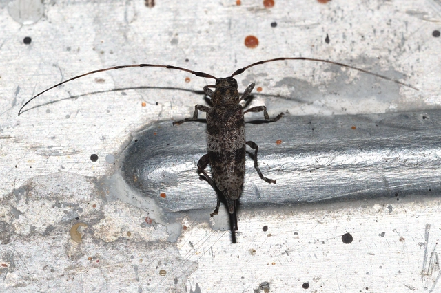 Acanthocinus griseus - szürke daliáscincér