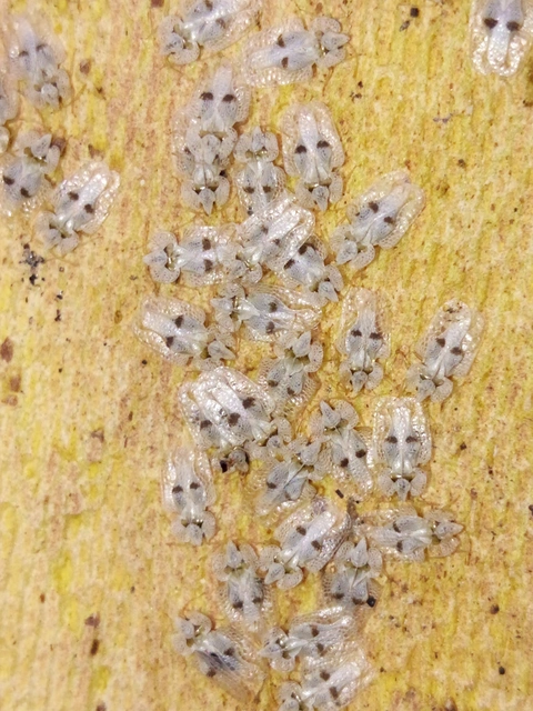 Corythucha ciliata - platán-csipkéspoloska