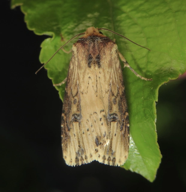 Axylia putris - vonalkás földibagoly