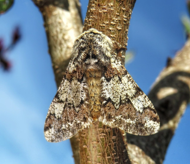 Biston strataria - barnapettyes araszoló
