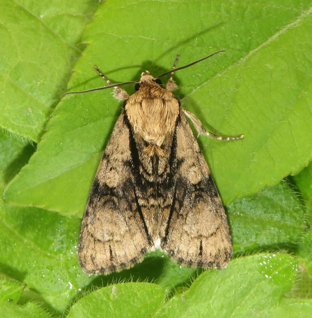 Acronicta alni - éger-szigonyosbagoly