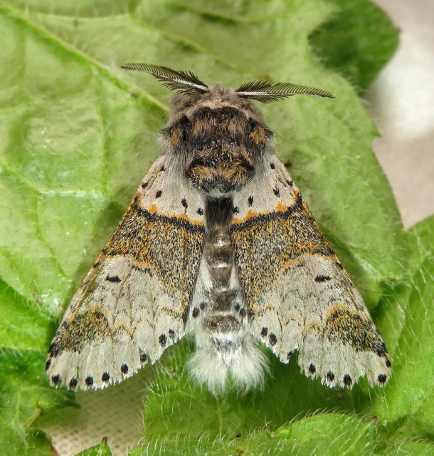 Furcula furcula - szürke púposszövő