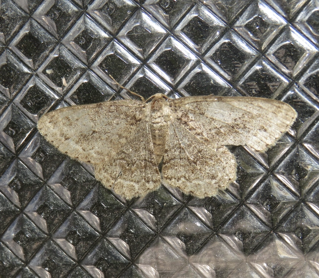 Ectropis crepuscularia - avararaszoló