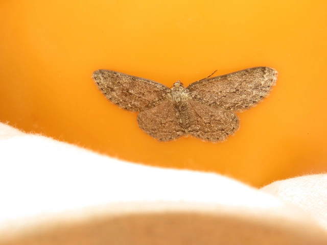 Ectropis crepuscularia - avararaszoló