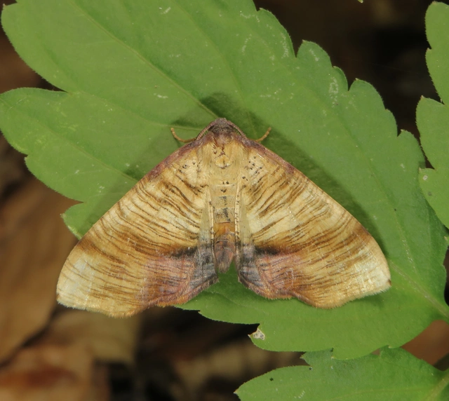 Plagodis dolabraria - baltaszárnyú araszoló
