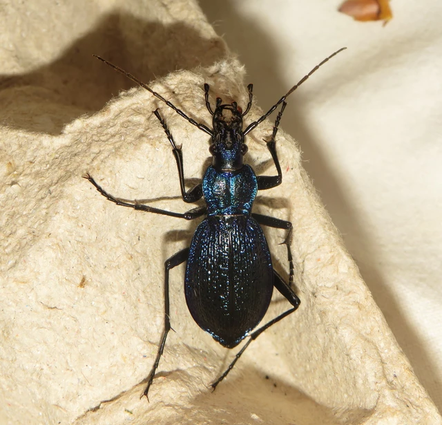 Carabus intricatus - kék laposfutrinka