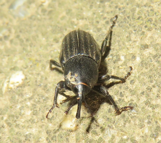 Sphenophorus striatopunctatus - mezei zsuzsok